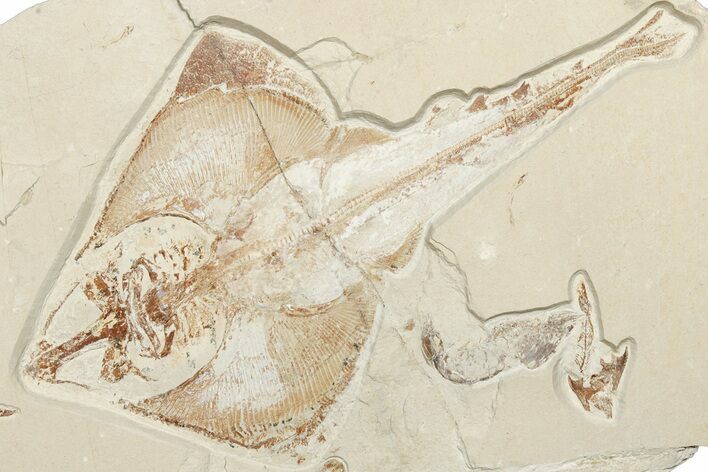 Cretaceous Ray (Rhombopterygia) Fossil With Fish & Shrimp #201862